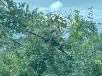 Ausgrabungsstätte Altun Ha, Belize City, Belize