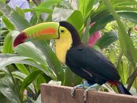 Tukan, Mayan Eden Eco Park, Roatan, Honduras
