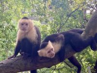 Kapuzineraffen, Mayan Eden Eco Park, Roatan, Honduras