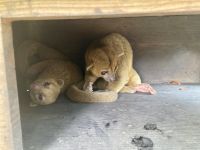 Schleichkatzen, Mayan Eden Eco Park, Roatan, Honduras