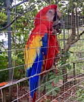 Papagei, Mayan Eden Eco Park, Roatan, Honduras