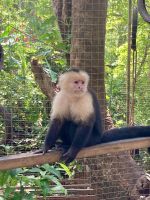 Kapuzineraffen, Mayan Eden Eco Park, Roatan, Honduras