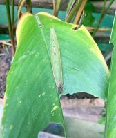 Raupen, Mayan Eden Eco Park, Roatan, Honduras