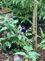 Schmetterling, Mayan Eden Eco Park, Roatan, Honduras
