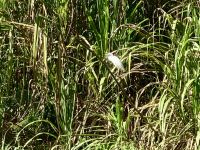 Bootsfahrt im Tortugero Nationalpark, Puerto Limon, Costa Rica