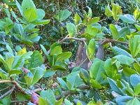 Faultier, Bootsfahrt im Tortugero Nationalpark, Puerto Limon, Costa Rica