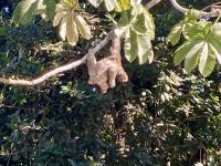 Faultier, Bootsfahrt im Tortugero Nationalpark, Puerto Limon, Costa Rica