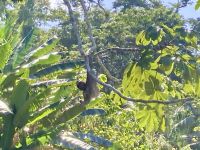 Faultier, Bootsfahrt im Tortugero Nationalpark, Puerto Limon, Costa Rica