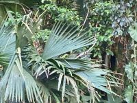 Bootsfahrt im Tortugero Nationalpark, Puerto Limon, Costa Rica