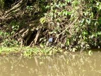 Bootsfahrt im Tortugero Nationalpark, Puerto Limon, Costa Rica