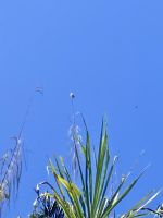 Bootsfahrt im Tortugero Nationalpark, Puerto Limon, Costa Rica