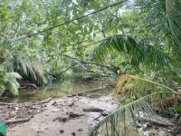 Spaziergang durch den Cahuita Nationalpark, Puerto Limon, Costa Rica
