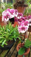 Madeira: Quinta da Boa Vista: Orchideengarten