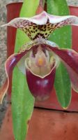 Madeira: Quinta da Boa Vista: Orchideengarten