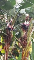 Funchal: Botanischer Garten