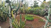 Funchal: Botanischer Garten