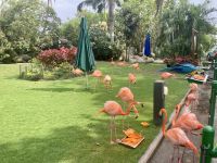 Flamingos und Papageien, Park direkt am Hafen, Cartagena, Kolumbien