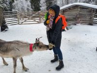 Rentierfütterung im 