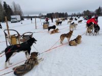 Finnland - nach der Schlittenfahrt 