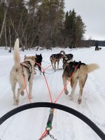 Finnland - Fahrt mit dem Husky-Schlitten 