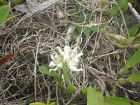 Orchidee im Regenwald