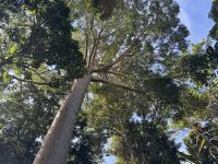 13. Tag: Tagesausflug nach Kuranda – Mit der Seilbahn über den Regenwald zurück nach Cairns – Kauri-Baum
