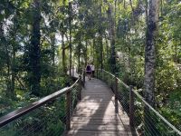 13. Tag: Tagesausflug nach Kuranda – Mit der Seilbahn über den Regenwald zurück nach Cairns – Kurzer Regenwaldspaziergang an der Zwischenstation