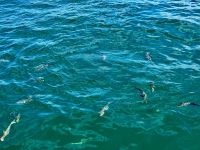 12. Tag: Tagesausflug zum Great Barrier Reef – Fischfütterung