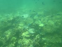12. Tag: Tagesausflug zum Great Barrier Reef – Zebrafische und Korallen vor Michaelmas Cay