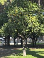 Orangenbaum 