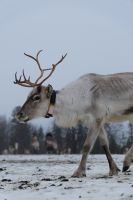 Rentierfarm in Lappland, Finnland