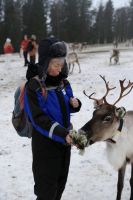 Rentierfarm in Lappland, Finnland