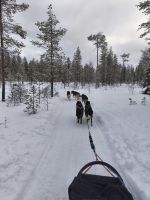 Huskyschlittentour in Lappland, Finnland