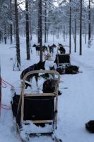 Huskyschlittentour in Lappland, Finnland