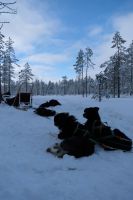 Huskyschlittentour in Lappland, Finnland
