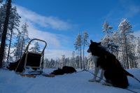 Huskyschlittentour in Lappland, Finnland