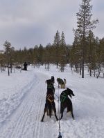 Huskyschlittentour in Lappland, Finnland
