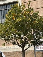 Vatikanische Gärten