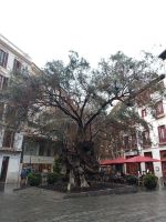 Der knorrige Stamm des Olivenbaumes in Palma de Mallorca