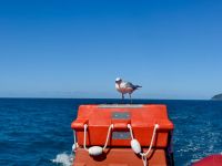 15. Tag: Tagesausflug mit der Camira zur Whitsunday Island – Rückfahrt mit „blindem Passagier“