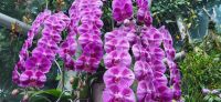 32 Orchideengarten Singapur