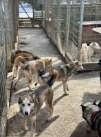 Tag 3 - Zu Besuch bei den Huskies