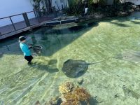 18. Tag: Tagesausflug auf die Daydream Island – Rochenfütterung
