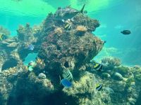 18. Tag: Tagesausflug auf die Daydream Island – Unterwasser-Observatorium