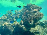 18. Tag: Tagesausflug auf die Daydream Island – Unterwasser-Observatorium