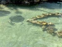 18. Tag: Tagesausflug auf die Daydream Island – Rochenfütterung