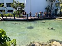 18. Tag: Tagesausflug auf die Daydream Island – Rochenfütterung