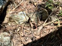 18. Tag: Tagesausflug auf die Daydream Island – Spaziergang durch den Regenwald mit Spinnenbegegnung