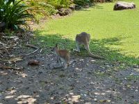 18. Tag: Tagesausflug auf die Daydream Island – Wallabys