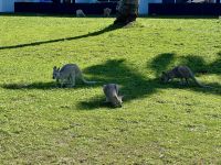 18. Tag: Tagesausflug auf die Daydream Island – Wallabys am Resort